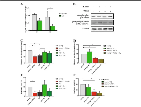 Fig. 6 sKlotho antagonizes aberrant Wnt3a function in aged muscle stem cells.muscle stem cells directly after isolation or after 72 h of culture from young and old C57BL/6J mice (young mice: a αKlotho mRNA expression in myofibers with their adjacent n = 4,