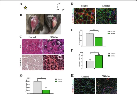 Fig. 2 Early regeneration of skeletal muscle is impaired in ΔKlotho mice. a The right TA muscle from ΔKlotho and control mice was injured byinjection of cardiotoxin (CTX) at p50 and isolated at p60