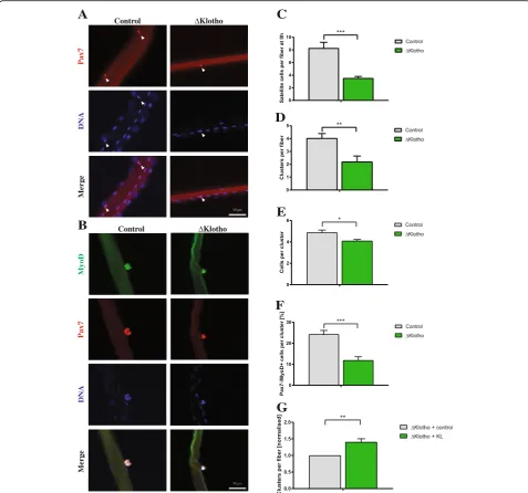 Fig. 5 Muscle stem cell function is impaired in ΔKlotho mice. a Myofibers with their adjacent muscle stem cells were isolated from EDL musclesof p42 old mice and directly fixed and stained with antibodies directed against Pax7 (red) and DNA (DAPI, blue)