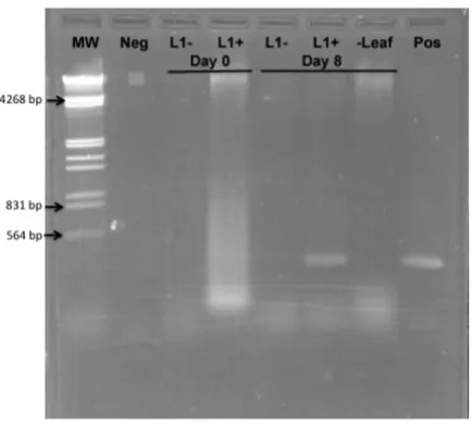 Table 4: Silencing of Magnesium chelatase (su): Bleaching response in treated tomato plants by trial.