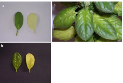 Figure 2pWSRi:trnktls display bleached leavesSilencing phenotypes obtained with pWSRi:rbcS and Silencing phenotypes obtained with pWSRi:rbcS and pWSRi:trnktls display bleached leaves