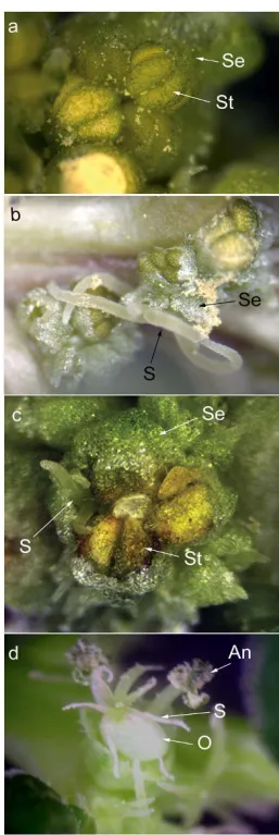 Table 3: Silencing with pWSRi:floral homeotic gene constructs