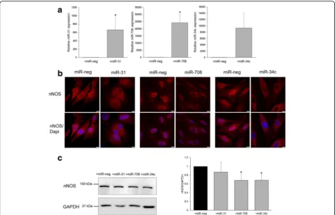 Fig. 5 miR-708 and miR-34c overexpression inhibit nNOS expression in transfected control human myoblasts.human myoblasts transfected with non-specific control miRNA (miR-neg, black bar) or indicated selected miRNA (gray bar)