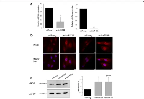 Fig. 6 Inhibition of miR-708 and miR-34c increased nNOS expression in transfected DMDd45-52 human myoblasts