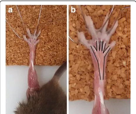 Fig. 1 FDB dissection. A FDB prepared for dissection, displaying theproximal tendon and tendons of the toes
