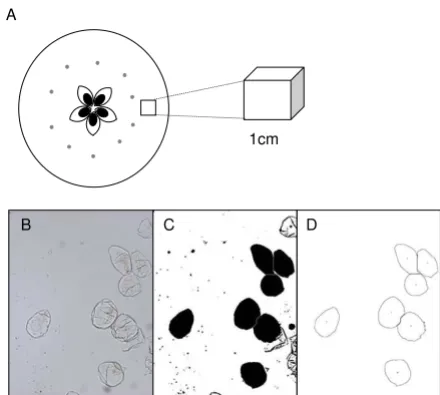 Figure 1using the ImageJ software packageCell isolation and image analysis of the individual apple cells Cell isolation and image analysis of the individual apple cells using the ImageJ software package