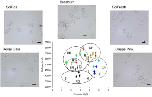 Figure 2Comparison of isolated cells from different apple cultivars'Cripps Pink/Pink Lady™', red – (SR) 'SciFresh/Pacific Rose™', green – (BB) 'Braeburn', orange – (SF) 'Scifresh/Jazz™'
