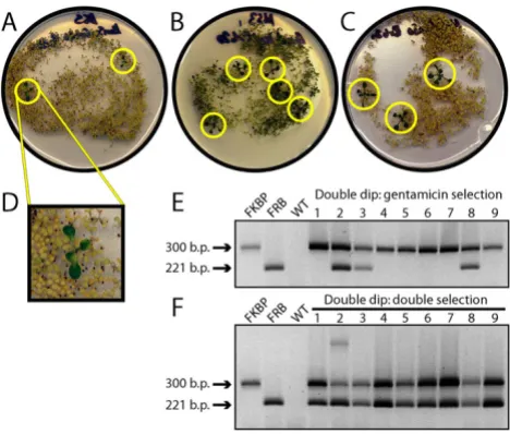 Figure 2ated using the 'double dip' protocolIdentification of doubly transformed A. thaliana lines gener-Identification of doubly transformed A