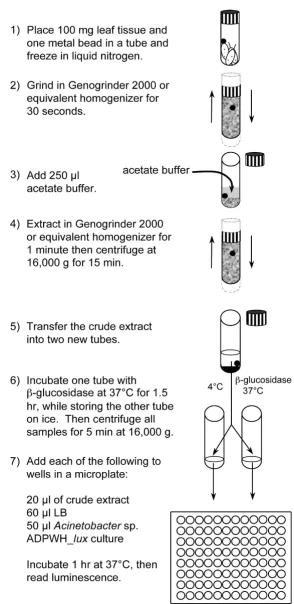 Figure 5Schematic of Acinetobacter sp. ADPWH_lux-based SA and SAG quantificationSchematic of Acinetobacter sp