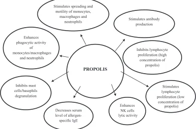 Fig. 1: Propolis immunomodulatory action