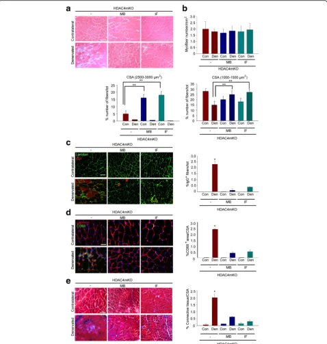 Fig. 4 Methylene blue and intermittent fasting preserve HDAC4mKO skeletal muscle structure following denervation.contralateral and denervated muscles, 4 weeks after denervation, without (two-way ANOVA showed an interaction (interaction (muscles 4 weeks aft