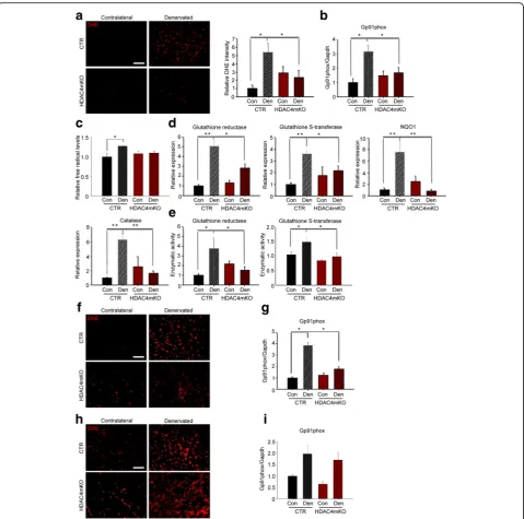 Fig. 5 HDAC4 mediates the activation of OS response in skeletal muscle upon denervation.ROS and RNS 1 week of denervation.df 1;after denervation.pdf 1;muscles following 1 week of denervation and relative quantification