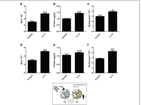 Fig. 4 Increased in vitro postnatal myonuclear accretion in C2C12 cells upon IL-13 and IL-4 treatment