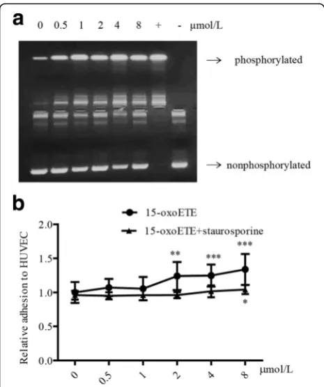 Fig. 5 15-OXO-ETE-induced monocyte adhesion is attributed to PKCactivation. a HUVECs were treated with 15-oxoETE (0, 0.5, 1, 2, 4,8 μmol/L) for 6 h in serum-free media