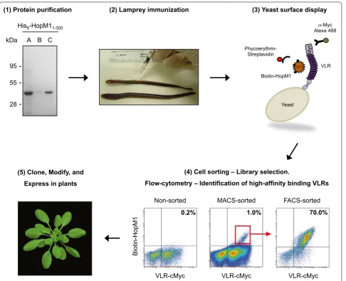 Fig. 1 Variable lymphocyte receptors as tools to target plant-expressed proteins. A schematic diagram depicting the steps involved in developing an LRR-containing VLR that binds to plant-expressed proteins