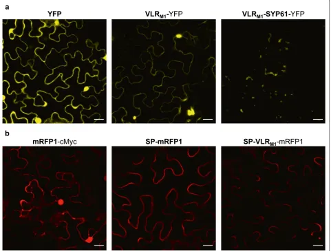 Fig. 4 Visualization of thalianaa 515 nm laser for YFP excitation, while emission was collected between 530 and 569 nm