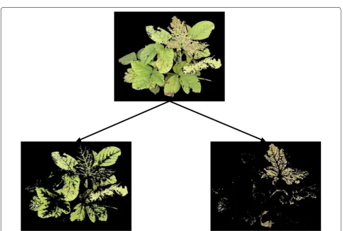 Fig. 2 Iron deficiency chlorosis severity description using a field visual rating scale of 1–5