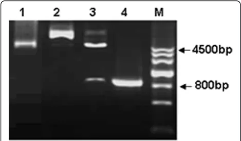 Figure 1 Construction of SR-PSOX fragment into pEGFP-N3expression vector. Constructed products were analysed by 1%agarose gel to confirm the right size of fragment
