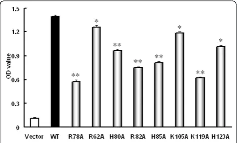 Figure 5 Phagocytosis of bacteria by the transfected 293Tcells. 293T cells were transiently transfected with pEGFP-N3 emptyvector, wild-type SR-PSOX and different mutant constructsrespectively