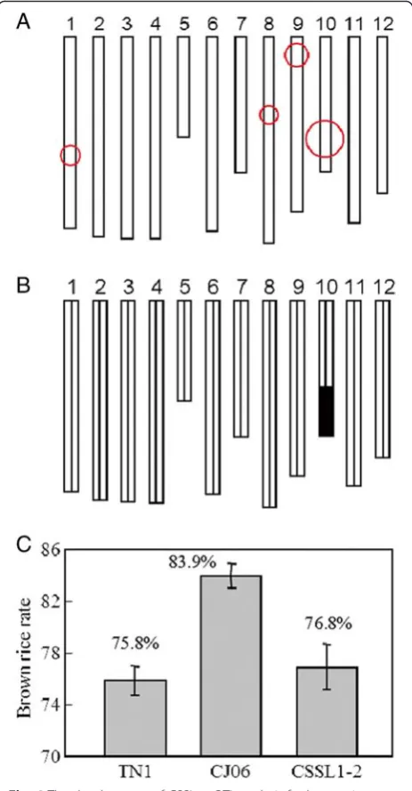 Fig. 4 The development of CSSL. a QTL analysis for brown rice ratein DH population. Circle centers indicate positions of QTLs on the ricechromosomes