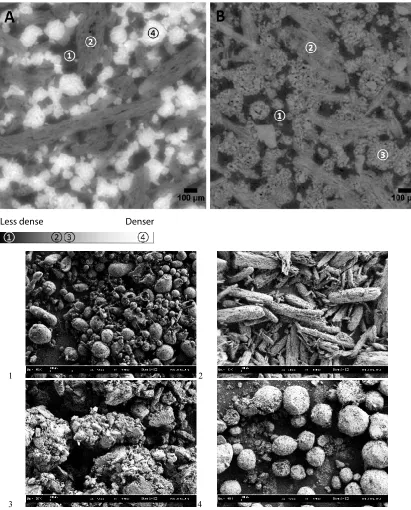 Fig. 3: Material identification within the dry tablet by X-ray tomography before storage A= F1-DCPA, B= F2-lactose