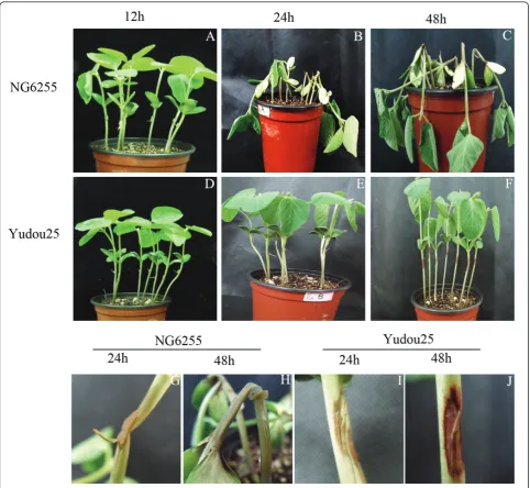 Figure 1 Symptoms of soybeans 12, 24, and 48 h post-inoculation using the hypocotyl inoculation method