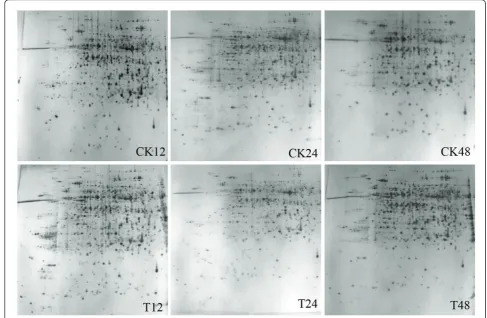 Figure 2 Representative gel maps of Yudou25. CK and T stand for mock- and PNJ1-inoculated soybean