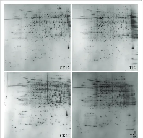 Figure 3 Representative gel maps of NG6255. CK and T stand for mock- and PNJ1-inoculated soybean