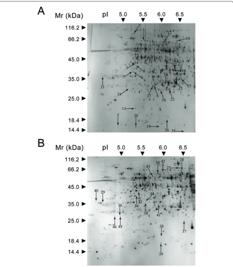Figure 4 Identification of 26 and 20 protein spots from Yudou25 (A) and NG6255 (B), respectively