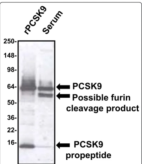 Figure 3 Characterization of PCSK9 protein in human serum.When immunoprecipitated from human serum and analyzed in ourlaboratory by subsequent western blotting under reducing anddenaturing conditions, PCSK9 migrates as an intact band (toparrow) that co-mig