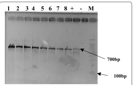 Table 4 DNA yield and purity range obtained for all sample extracts using the Qiagen extraction method with and with-out using liquid nitrogen (N) in the extraction