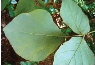 Fig. 1: B. monosperma leaf