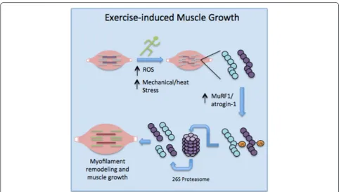 Fig. 2 The role of the UPP in skeletal muscle growth. Exercise-induced protein damage via increased ROS/mechanical and heat stress necessitatesan increase in proteasome-mediated proteolysis to rid the cells of non-functional myofibrillar proteins