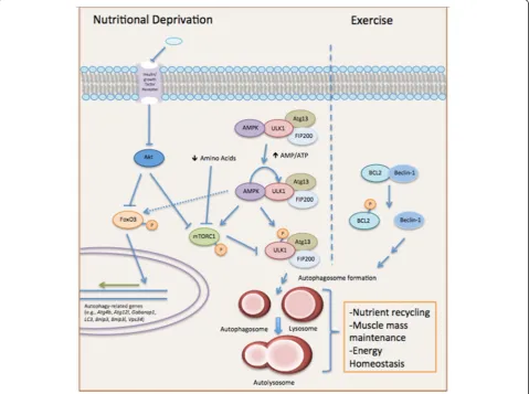 Fig. 3 Exercise- and starvation-induced autophagy pathways and their beneficial role in muscle stress adaptation