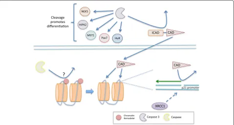 Fig. 4 The role of caspases in skeletal myoblast differentiation. Caspase 3 has a multifaceted role in regulating myogenesis