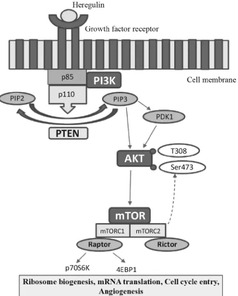 Fig. 1: A schematic representation of the PI3K/Akt/mTOR pathwayThe PI3K/Akt/mTOR pathway is a major intracellular network that leads to cell proliferation