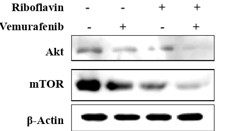 Fig. 4: Vemurafenib and riboflavin inhibited PI3K/Akt/mTOR pathwayHuman malignant melanoma A375 cells treated with vemurafenib and riboflavin for 48 h at 1 and 50 µM concentrations, respectively