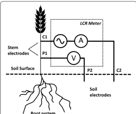 Fig. 1 Four-terminal (4T) sensing of plant–soil system. P1 and P2 are voltage-measuring electrodes