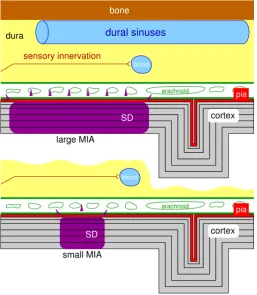 Fig. 10 Schematic representation of cross section of cortex, meninges, and skull. The leptomeningesrefer to the pia mater and arachnoid membrane