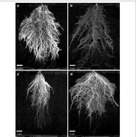 Fig. 6 Root system of a rapeseed at high soil‑nitrogen, b rapeseed at low soil‑nitrogen, c Vulpia at high soil‑nitrogen and d Vulpia at high low‑nitrogen