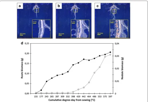 Fig. 7 Root and nodule growth dynamic obtained by digital imaging analysis. Images of pea plant (kayanne genotype) grown in RhizoTube with‑out soil mineral nitrogen in experiment 3 were realized using RhizoCab at resolution of 600 ppi and RVB light