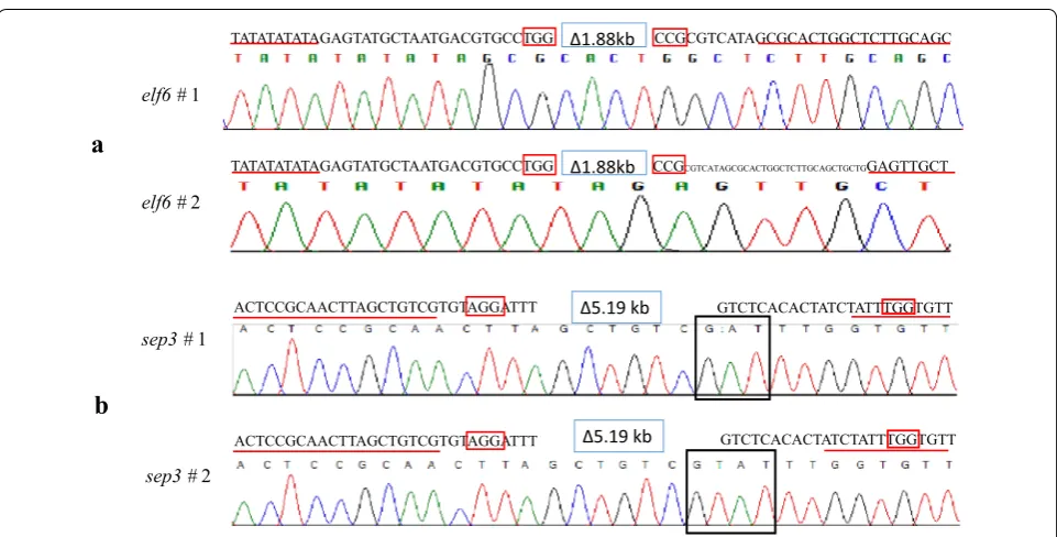Fig. 1 A newly developed RNA-guided Cas9 system. Diagrams depict modification of a previously reported RNA-guided Cas9 tool to an efficient multiplex editing vector system