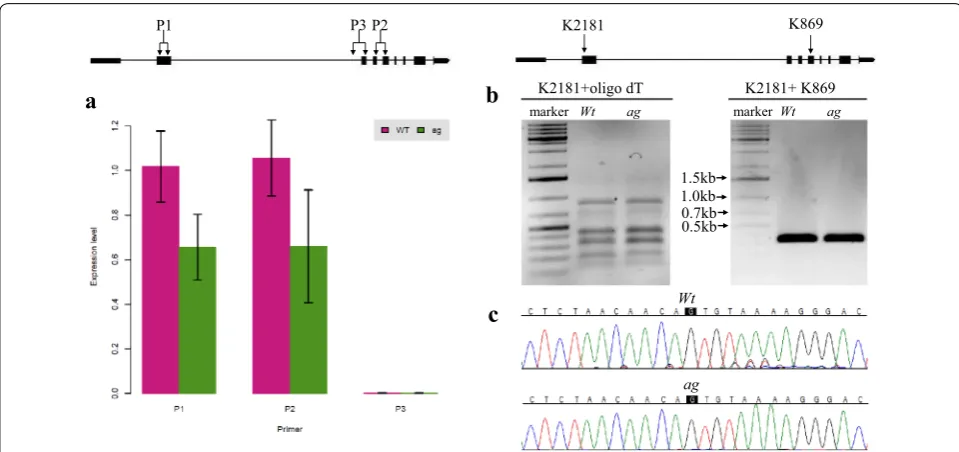 Fig. 6 The 450 bp deletion in the AG 2nd intron results in reduction of AG expression without interfering the splicing of the gene