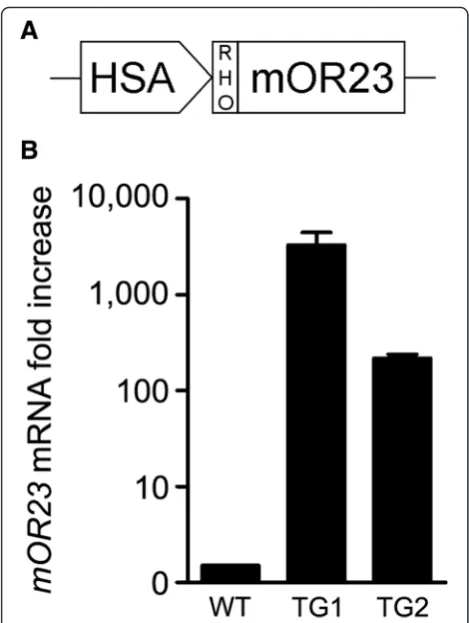 Fig. 1 mOR23 expression in transgenic mouse muscles.bmuscles of two different transgenic (TG) mouse lines compared towild type (WT): TG1 (3302 ± 1141), TG2 (218 ± 21)
