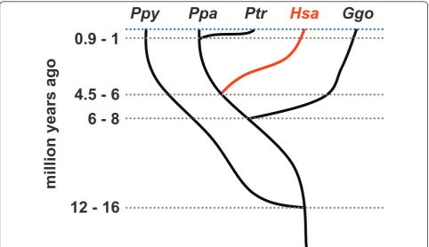 Figure 1 Phylogenetic relationships of our cohortstudy along with the inferred age of the last common ancestors at different branch points [8,9]