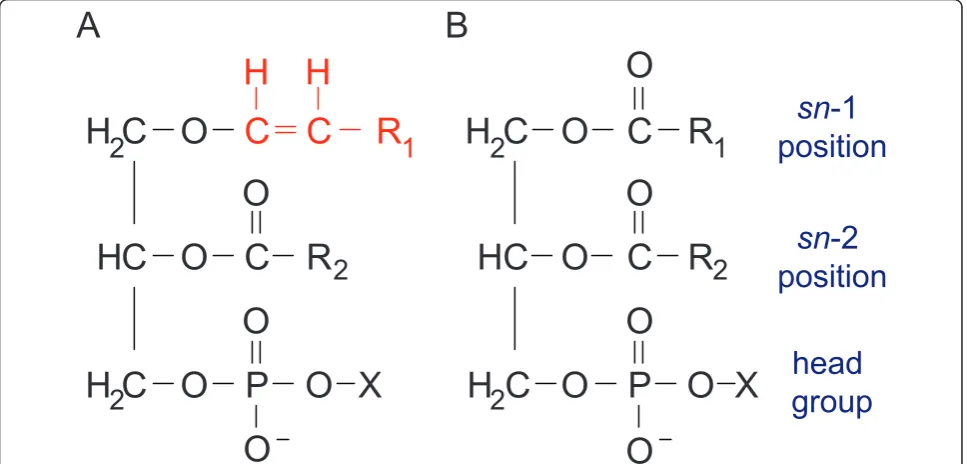 Figure 2 Basic plasmalogen structure. (A) Plasmalogens are glycerophospholipids characterized by the presence of a vinyl-ether linkage at thesn-1 position and an ester-linkage at the sn-2 position