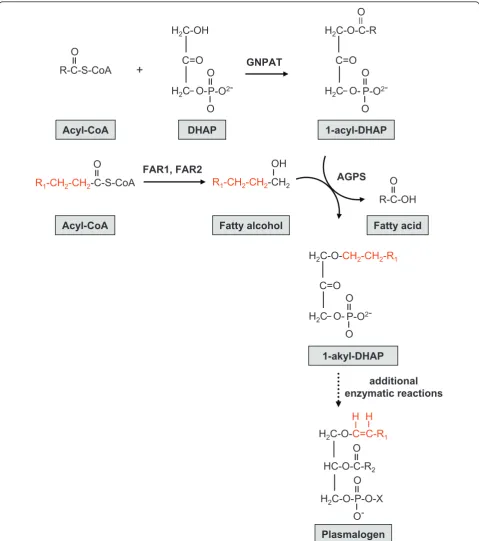 Figure 3 Initial steps of plasmalogen biosynthesis. Plasmalogen biosynthesis requires enzymes located in peroxisomes and the endoplasmicreticulum