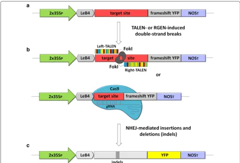 Fig. 1 The principle of the transient expression system used to assess the relative cleavage activity of customized endonucleases