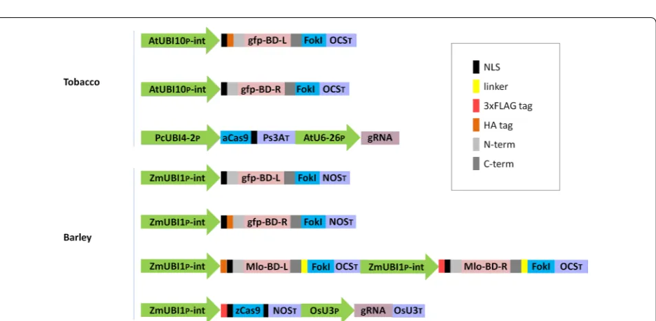 Fig. 3 Alignment of mutated gfp sequences recovered from four barley transformants (BM33_639, BM35_697, BM36_757, and BM37_760) induced by the presence of a TALEN pair