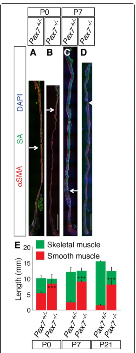 Fig. 3 Pax7and DAPI.Bars−/− mice display defective proximal-to-distal progressionof ME development
